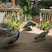 021209 Bevy of peacocks